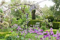 Seating area in the garden with climbing plants and ornamental onions, Solanum crispum Glasnevin, Allium giganteum, Allium Purple Sensation 