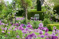 Seating area in the garden with climbing plants and ornamental onions, Solanum crispum Glasnevin, Allium giganteum, Allium Purple Sensation 