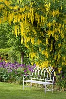 Seating area with laburnum and ornamental onion, Laburnum, Allium Purple Sensation, Allium giganteum 