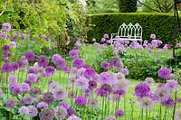 Garden view with bench and Allium Purple Sensation, Allium giganteum, Taxus 