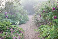 Garden in the Mist, Pink, Geranium macrorrhizum 