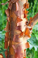 Cinnamon maple, Acer griseum 