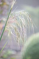 Giant feather grass in the mist, Stipa gigantea 