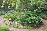 Shady island bed, Hosta, Saxifraga urbium 