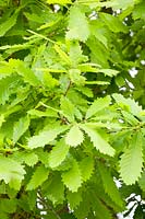 Oak, Quercus hickelii 