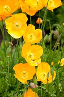 Welsh poppy, Meconopsis cambrica 