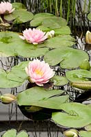 Water lily, Nymphaea Darwin 