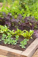 Bed with Brassica oleracea, Pisum sativum 