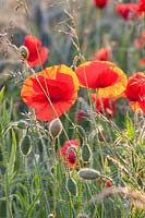 Portrait of corn poppy, Papaver rhoeas 