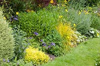 Bed with Origanum vulgare Thumble's Variety, Carex elata 