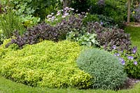 Variegated Marjoram, Origanum vulgare Gold Tip, Salvia officinalis Purpurascens, Santolina 