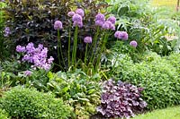 Allium, Heuchera Plum Pudding, Pulmonaria, Origanum vulgare 