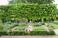 Vegetable garden with tree hedge, Carpinus betulus 