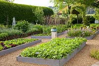 Vegetable garden with Lactuca sativa, Solanum tuberosum, Pisum sativum Carouby de Maussane, Allium schoenoprasum 