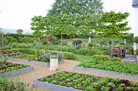 Vegetable garden with tree hedge, Carpinus betulus, Lactuca sativa, Solanum tuberosum 