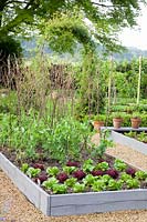 Bed with sugar snap peas and lettuce, Pisum sativum Carouby de Maussane, Lactuca sativa 