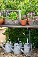 Still life with potted plants 