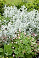 Geranium macrorrhizum Spessart,Stachys byzantina 