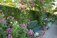 Seating area under climbing plants, Rosa Bleu Magenta, Clematis Niobe, Taxus 