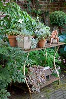 Pot garden with Echevaria 