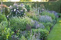 Classic perennial bed, Nepeta faassenii Walker's Low, Nepeta faassenii Upright Form, Nepeta kubanica, Rosa, Salvia nemorosa, Delphinium requienii, Salvia officinalis 