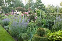 Bed with pink, Delphinium, Nepeta faassenii Upright Form, Nepeta faassenii Walker's Low, Nepeta kubanica, Delphinium requienii 