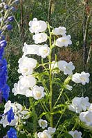 Portrait of white bellflower, Campanula media Alba 