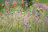 Papaver somniferum, Verbena bonariensis 