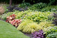 Heuchera Southern Comfort, Hosta Richland Gold, Hakonechloa macra Aureola, Heuchera Plum Royal 