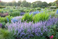 Nepeta faassenii Walker's Low,Delphinium belladonna Piccolo 