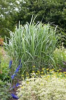 Miscanthus giganteus Jubilar,Sonnenauge,Heliopsis scabra Louraine Sunshine 