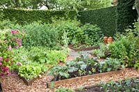 Vegetable garden with Brassica oleracea, Pisum sativum, Lactuca sativa 