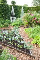 Vegetable garden with vegetables and herbs 