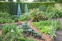 Vegetable garden with vegetables and herbs, Lactuca sativa, Brassica oleracea 