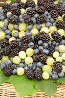 Blackberry, blueberry, gooseberry, Rubus fruticosa, Vaccinium myrtillus, Ribes uva-crispa 