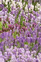 Lavandula angustifolia Ashdown Forest, Lavandula chaytorae Richard Gray, Lavandula stoechas Regal Splendour, Lavandula angustifolia Melissa Lilac, Lavandula angustifolia Peter Pan, Lavandula angustifolia Miss Katherine 