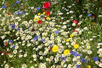 Flower meadow, Papaver rhoeas, Centaurea cyanus 