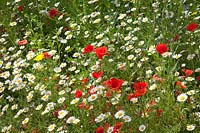 Flower meadow, Papaver rhoeas, Anthemis arvensis 