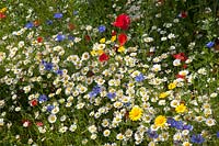 Flower meadow, Papaver rhoeas, Centaurea cyanus, Anthemis arvensis, Chrysanthemum segetum 