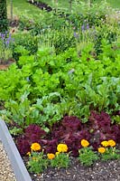 Lactuca sativa Lollo Rosso, Tagetes, Beta vulgaris, Apium 