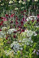 Ammi majus, Lychnis coronaria Gardener's World,Scabiosa ochroleuca 