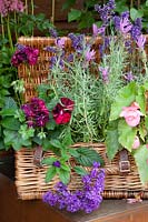 Basket with Lavandula, Heliotropium arborescens, Pelargonium 