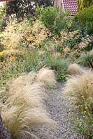 Gravel garden, Nassella tenuissima, Stipa tenuissima, Stipa gigantea, Knautia macedonica 