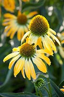 Purple coneflower, Echinacea purpurea Golden Skipper 