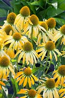 Purple coneflower, Echinacea purpurea Golden Skipper 