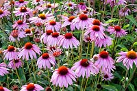 Purple coneflower, Echinacea purpurea Primadonna Deep Rose 