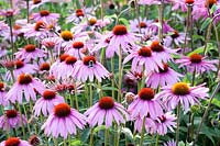 Purple coneflower, Echinacea purpurea Primadonna Deep Rose 