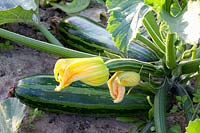 Zucchini with flower, Cucurbita pepo Green Tiger 