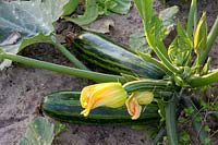 Zucchini with flower, Cucurbita pepo Green Tiger 