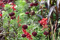 Scabiosa and Gladiolus,Scabiosa atropurpurea Chile Black,Gladiolus hortulanus Flevo Vito 